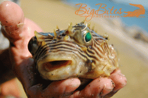 This-Guy-Got-Thrown-Back-co Puffer Fish Florida Big Bites Photography.gif